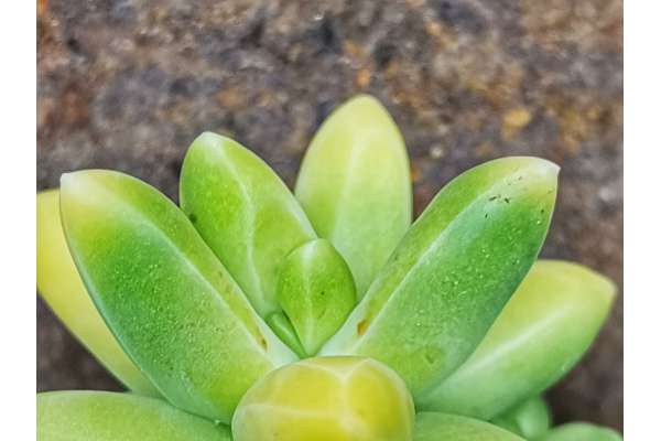 Pachyphytum 'Chiseled Stones' f. variegata