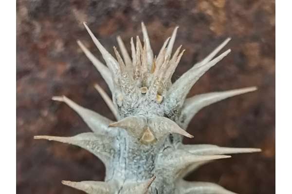 Pachypodium horombense ihosy (Madagascar)