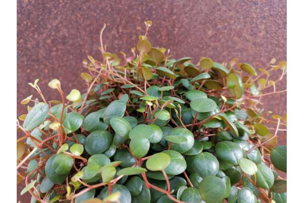 Peperomia | Giromagi cactus and succulents | Buy plants online