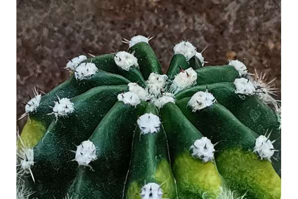 Echinopsis eyriesii f. variegated
