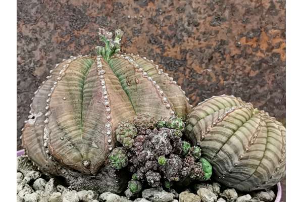 Euphorbia obesa f. mostruosa