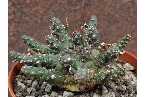 Euphorbia brevirama