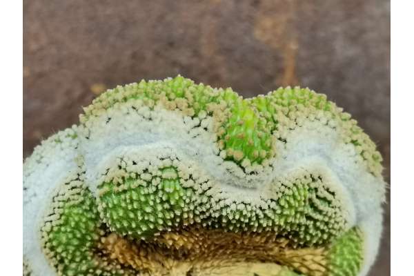 Notocactus scopa f. crested