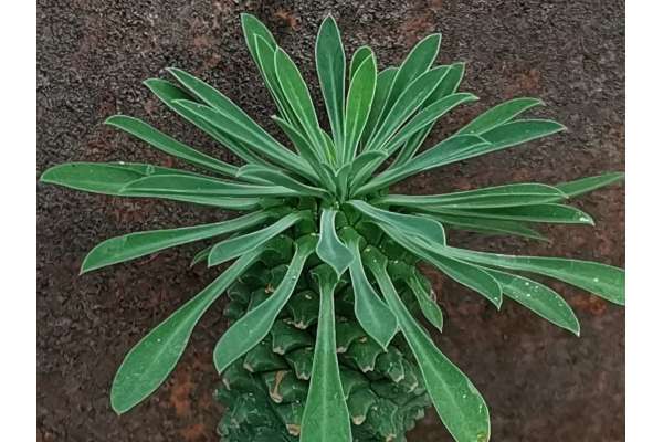 Euphorbia sotetsu kirin