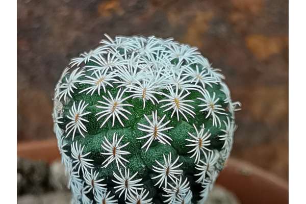 Turbinicarpus sphacelatus