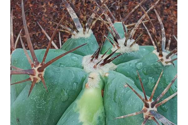 Echinocactus ingens f. variegata