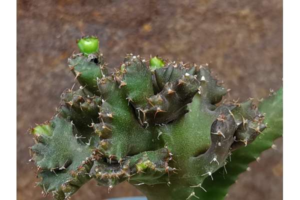 Euphorbia stellata f. crestata