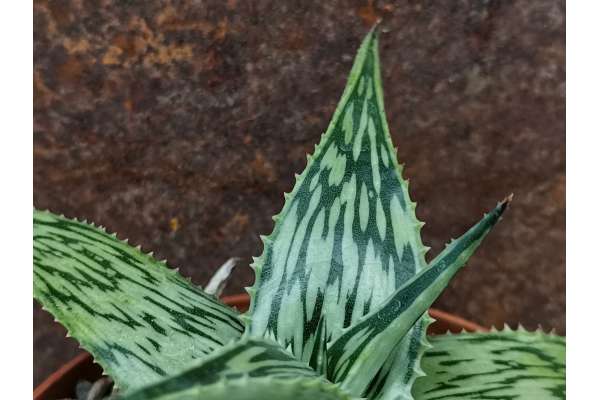 Aloe somaliensis x jucunda