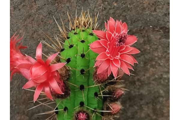 Cleistocactus baumannii