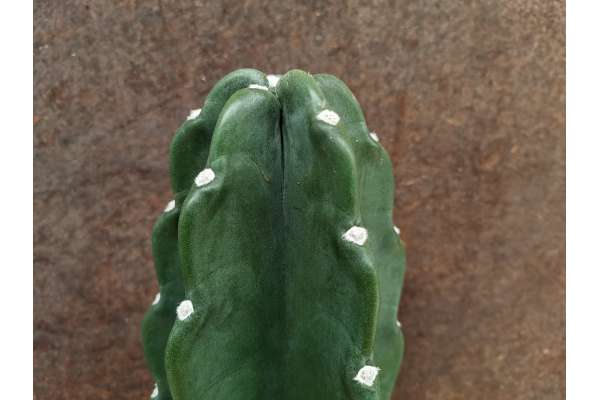 Cereus jamacaru 'cuddy cactus'