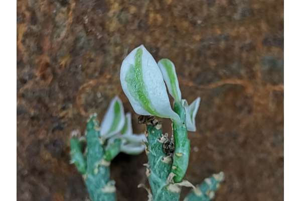 Pedilanthus tithymaloides cv. Compacta f. variegata