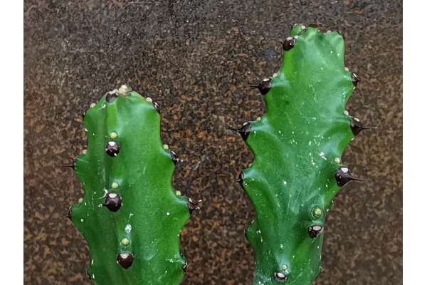 Euphorbia mayurnathanii