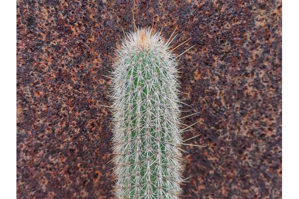 Cleistocactus smaragdiflorus