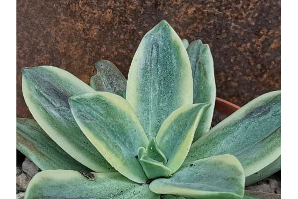 Graptoveria 'Fred Ives' f. variegated