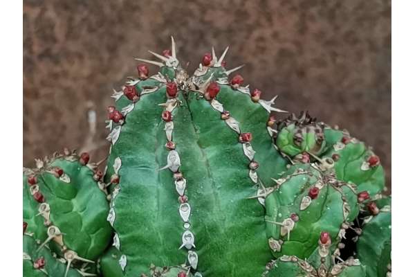 Euphorbia frankii