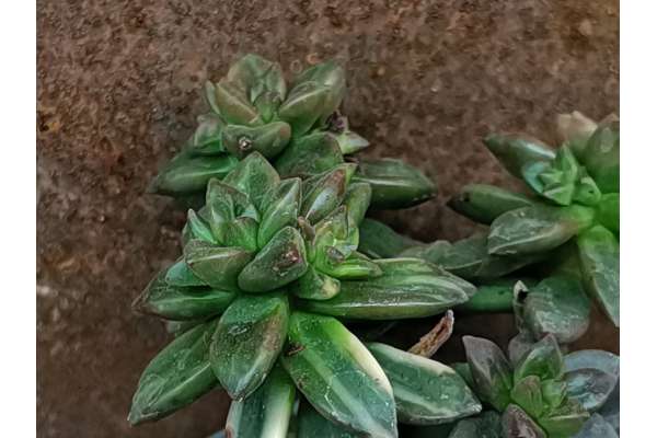 Echeveria compressicaulis f. variegated