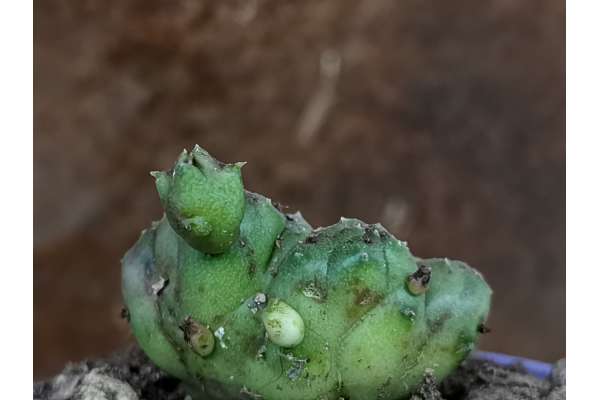 Piaranthus geminatus f. crestata