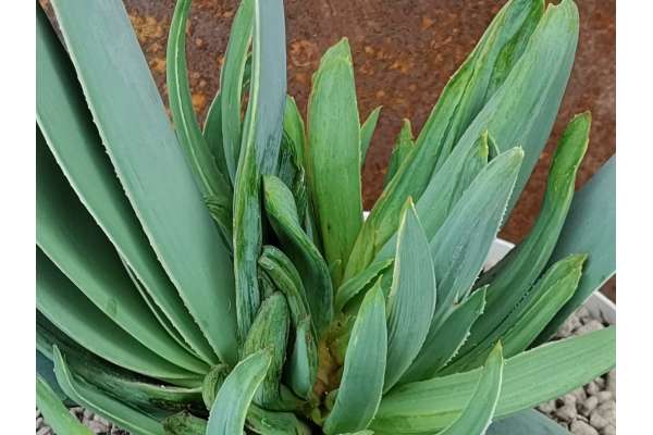 Aloe plicatilis f. crested
