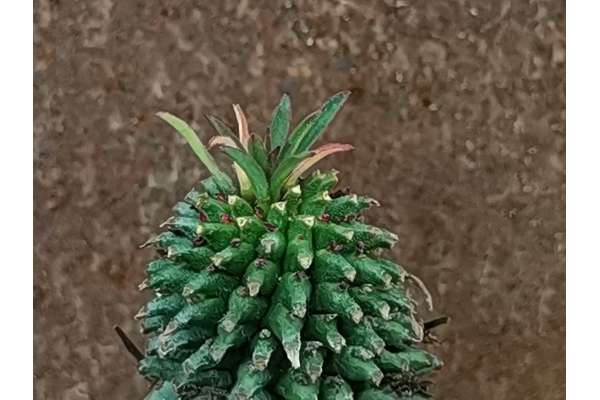 Euphorbia 'Twinkle twirl'