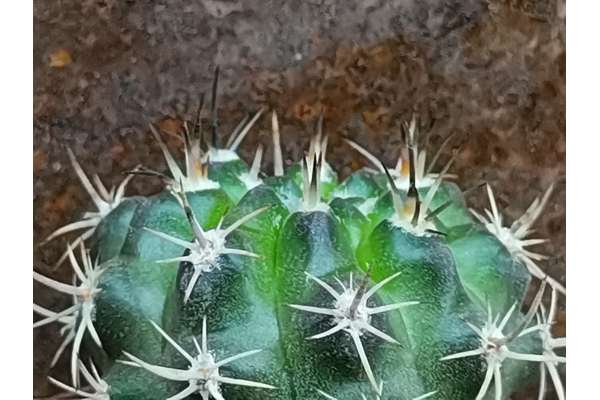 Horridocactus hybrid