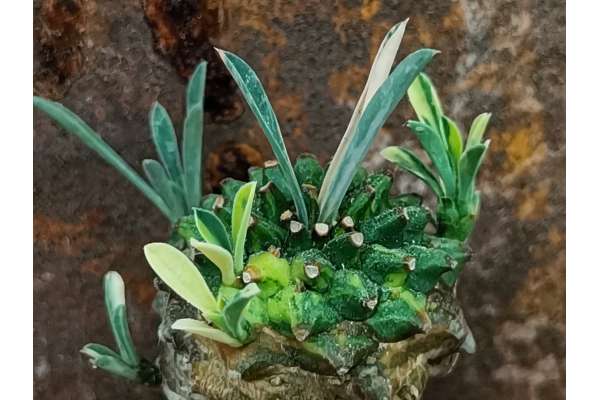 Euphorbia cv. Cocklebur f. variegata