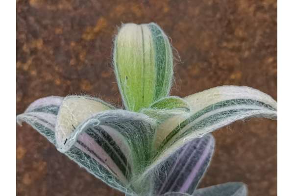 Tradescantia sillamontana f. variegated