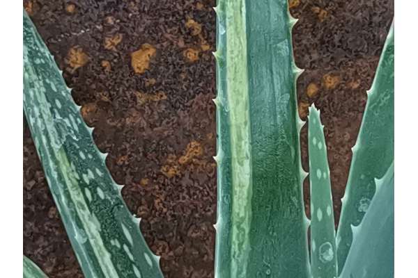 Aloe vera f. variegated