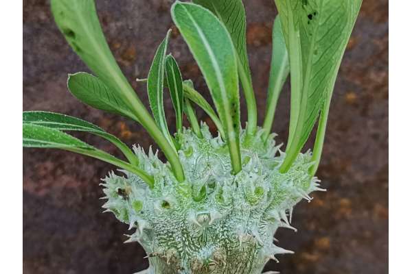 Pachypodium rosulatum f. crested