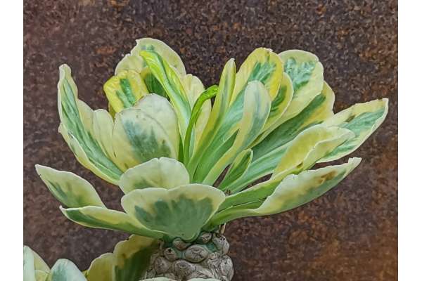 Euphorbia poissonii f. variegated