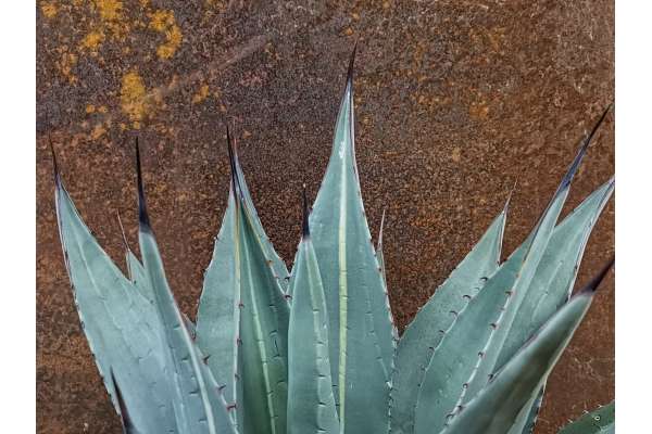 Agave parryi f. variegated