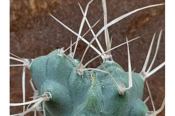 Tephrocactus aoracanthus f. monstrous