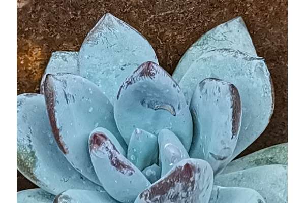 Echeveria 'Ice Crystal'