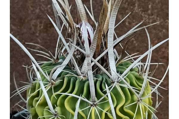 Echinofossulocactus crispatus f. variegated