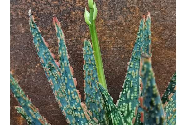 Aloe zebrina 'Dannyz'