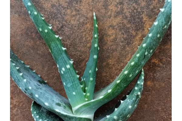 Aloe meyeri