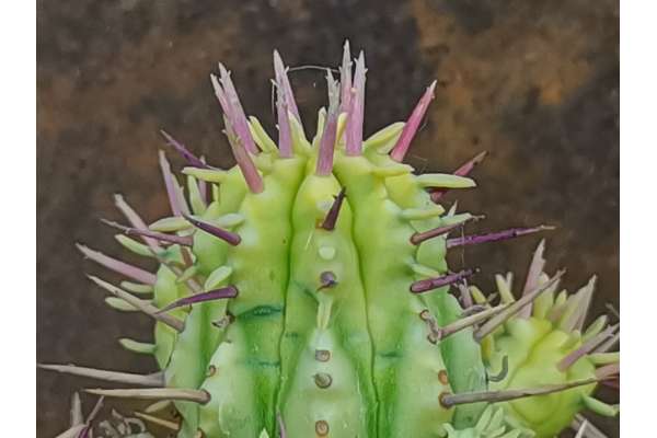 Euphorbia enopla f. variegated
