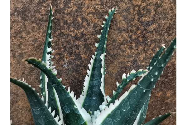 Aloe cv. Sharkteeth
