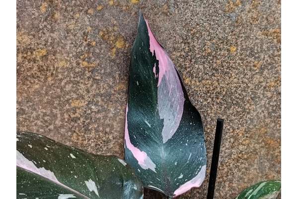 Philodendron 'Pink princess'