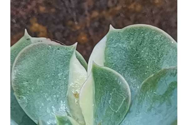 Echeveria 'Green Pearl' f. variegated