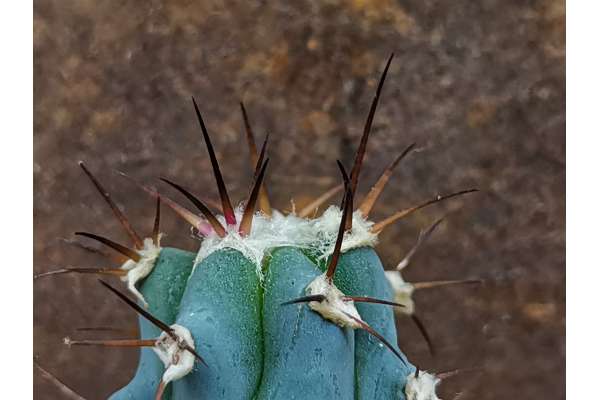 Echinocactus x diabolicus