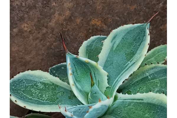 Agave isthmensis f. variegated