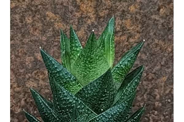 Questo esemplare di succulenta originaria del Sud Africa dalla crescita lenta è adatta a decorare qualsiasi ambiente interno.  Abituata ad un clima caldo resiste alle temperature elevate e non necessita di frequenti annaffiature. La pianta non raggiunge n