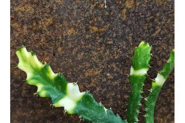 Euphorbia stellata f. variegated