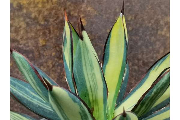 Agave 'Blue glow' f. variegated