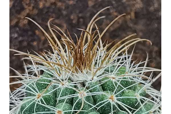 Parodia schwebsiana