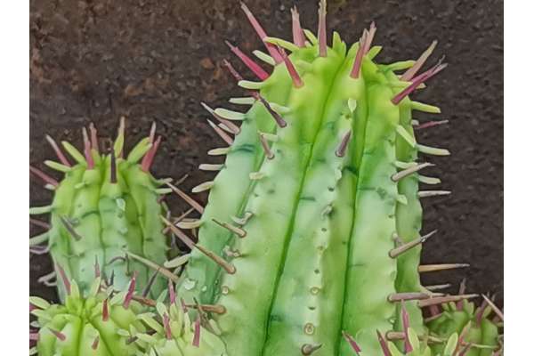 Euphorbia aggregata f. variegated
