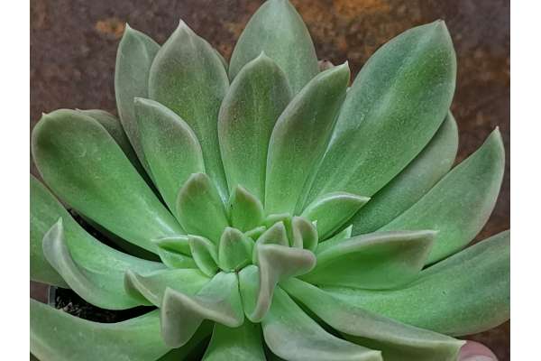 Echeveria 'Dark Vader' f. crestata