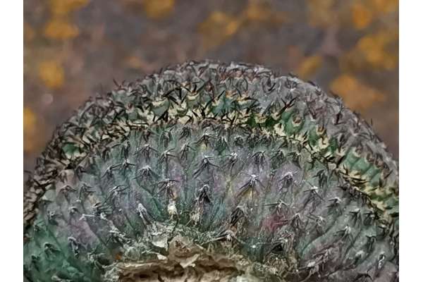 Frailea castanea f. crestata