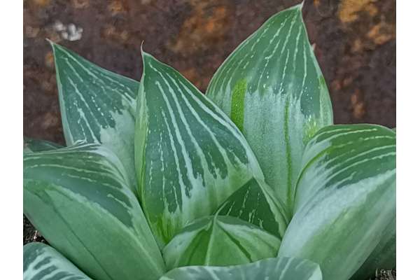 Haworthia magnifica variegated