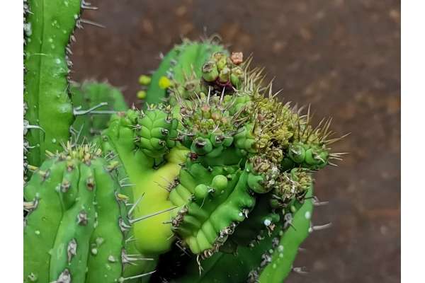 Euphorbia fruticosa f. mostruosa